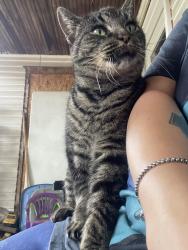 Lost Female Cat last seen S. Cedar St x Cherry St x Linn st, Allegan, MI 49010