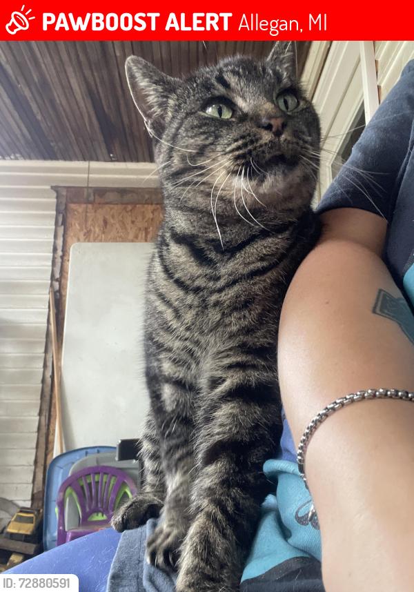 Lost Female Cat last seen S. Cedar St x Cherry St x Linn st, Allegan, MI 49010