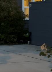Found/Stray Unknown Cat last seen E 15th & Orchard, Eugene, OR 97403