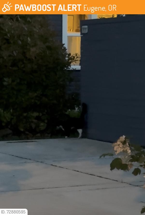 Found/Stray Unknown Cat last seen E 15th & Orchard, Eugene, OR 97403
