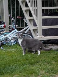 Found/Stray Unknown Cat last seen Boulevard St-Elzear & rue Jean-Paul-Sartre, Laval, QC H7P 0A4