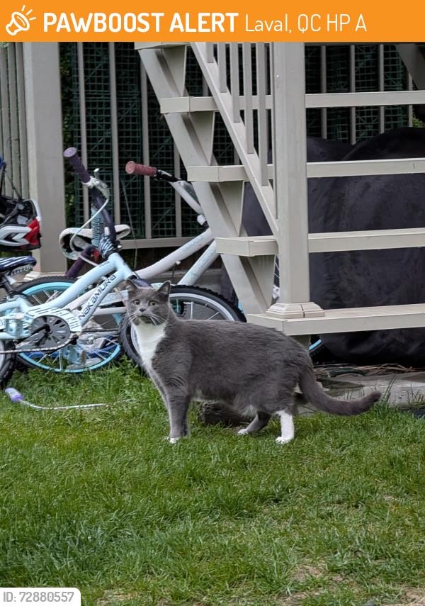 Found/Stray Unknown Cat last seen Boulevard St-Elzear & rue Jean-Paul-Sartre, Laval, QC H7P 0A4