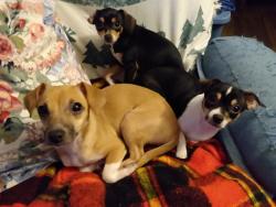 Lost Female Dog last seen Es And Milton , Syracuse, NY 13204