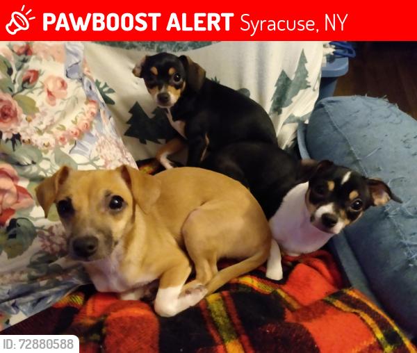 Lost Female Dog last seen Es And Milton , Syracuse, NY 13204