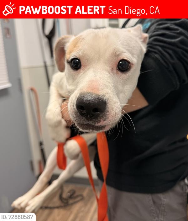 Lost Female Dog last seen Airway dr, San Diego, CA 92154