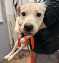 Lost Female Dog last seen Airway dr, San Diego, CA 92154