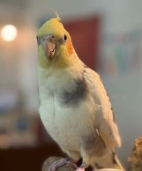 Lost Female Bird last seen Bolas and Beloit, Los Angeles, CA 90049