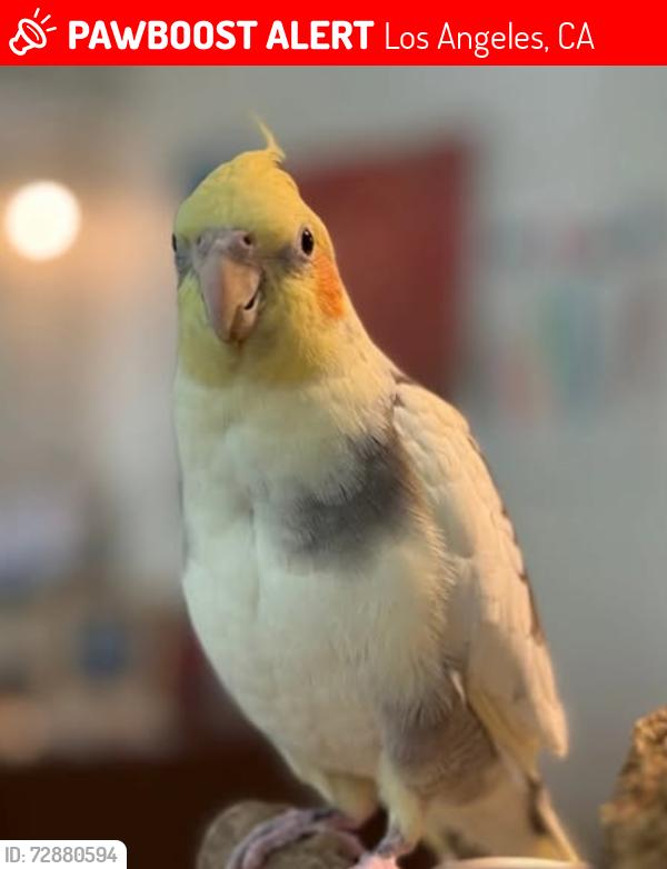 Lost Female Bird last seen Bolas and Beloit, Los Angeles, CA 90049