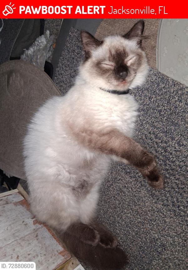 Lost Female Cat last seen Lemturner, Jacksonville, FL 32208