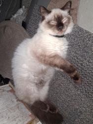 Lost Female Cat last seen Lemturner, Jacksonville, FL 32208