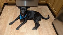 Found/Stray Male Dog last seen San Jacinto @ Anita, Houston, TX 77002