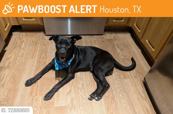 Found/Stray Male Dog last seen San Jacinto @ Anita, Houston, TX 77002