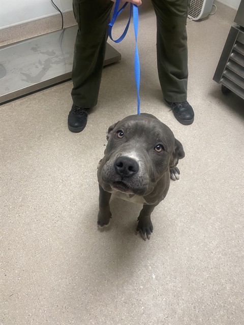 Shelter Stray Male Dog last seen Near BLOCK BARSTOW RD, MOJAVE CA 93501, Bakersfield, CA 93308