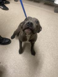 Shelter Stray Female Dog last seen Near BLOCK BARSTOW RD, MOJAVE CA 93501, Bakersfield, CA 93308