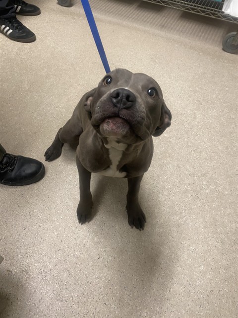 Shelter Stray Female Dog last seen Near BLOCK BARSTOW RD, MOJAVE CA 93501, Bakersfield, CA 93308