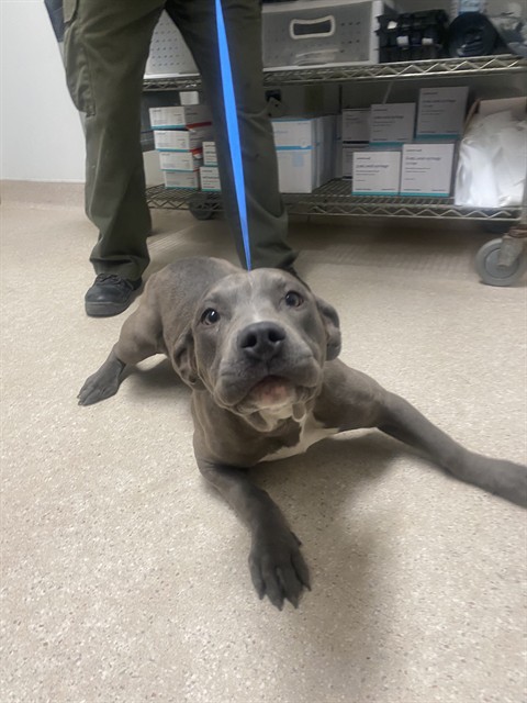 Shelter Stray Female Dog last seen Near BLOCK BARSTOW RD, MOJAVE CA 93501, Bakersfield, CA 93308