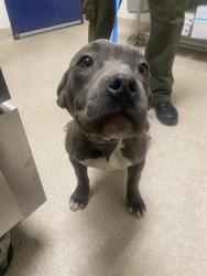 Shelter Stray Female Dog last seen Near BLOCK BARSTOW RD, MOJAVE CA 93501, Bakersfield, CA 93308