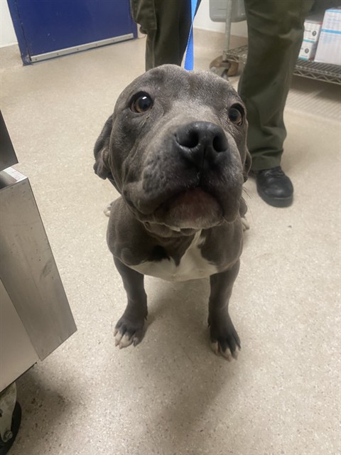 Shelter Stray Female Dog last seen Near BLOCK BARSTOW RD, MOJAVE CA 93501, Bakersfield, CA 93308