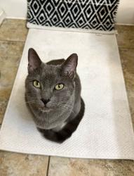 Found/Stray Male Cat last seen Buffalo and Robindale , Las Vegas, NV 89113