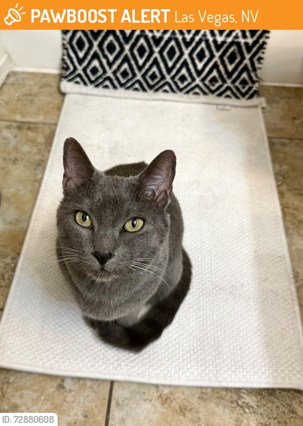 Found/Stray Male Cat last seen Buffalo and Robindale , Las Vegas, NV 89113