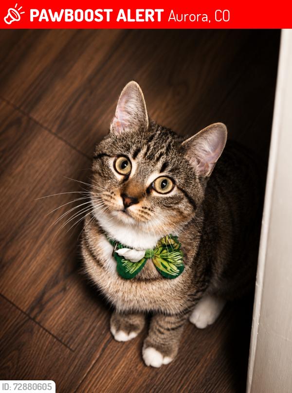 Lost Female Cat last seen Expo park, Aurora, CO 80012