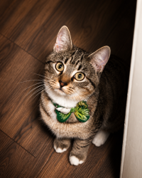 Lost Female Cat last seen Expo park, Aurora, CO 80012
