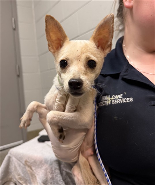 Shelter Stray Female Dog last seen Near BLOCK OGLESBY AVE, Jacksonville, FL 32204