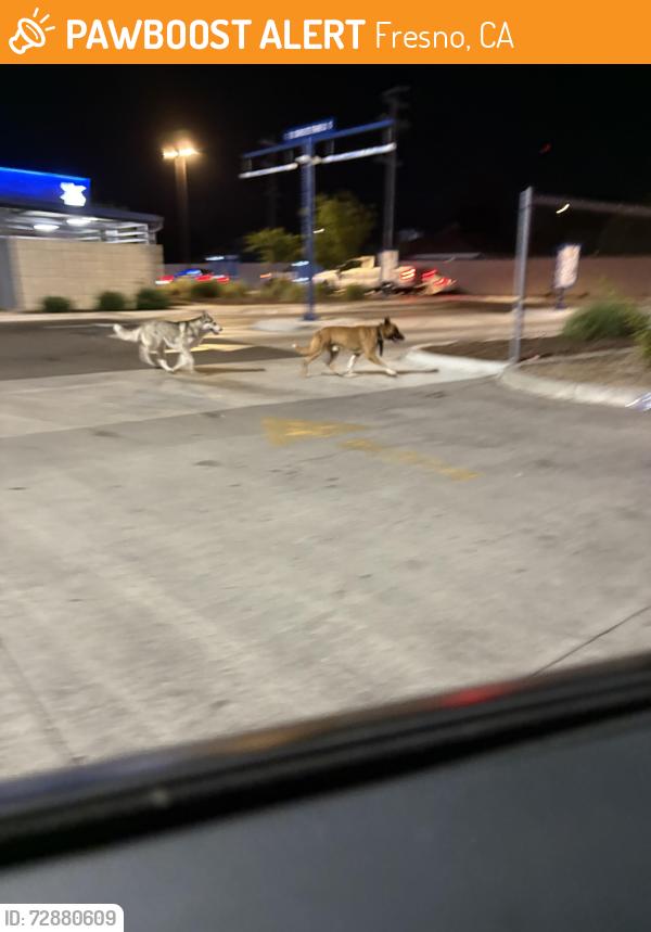 Found/Stray Unknown Dog last seen Clinton and cedar , Fresno, CA 93703
