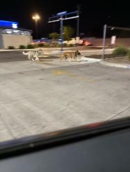 Found/Stray Unknown Dog last seen Clinton and cedar , Fresno, CA 93703