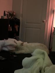Lost Male Cat last seen Near the Walmart and Target on Blue Angels, Angel Cove apmts , Pensacola, FL 32507