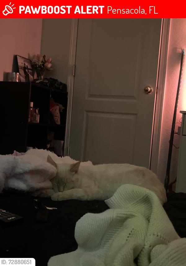 Lost Male Cat last seen Near the Walmart and Target on Blue Angels, Angel Cove apmts , Pensacola, FL 32507