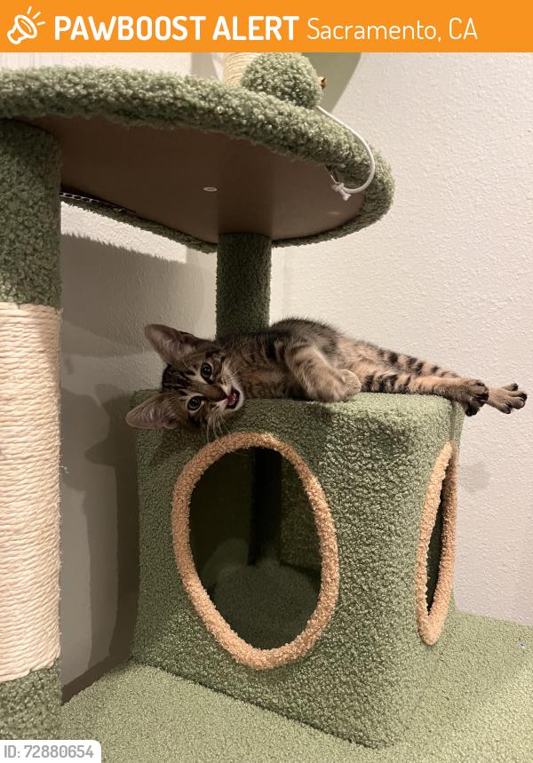 Found/Stray Unknown Cat last seen State Capitol, Sacramento, CA 95814