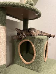Found/Stray Unknown Cat last seen State Capitol, Sacramento, CA 95814
