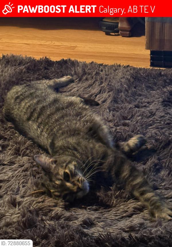 Lost Female Cat last seen Near mariposa dr ne, Calgary, AB T2E 5V7