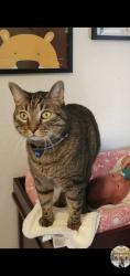 Reunited Male Cat last seen Lakeview Drive between Bald Eagle and Candelight , Canyon Lake, TX 78133