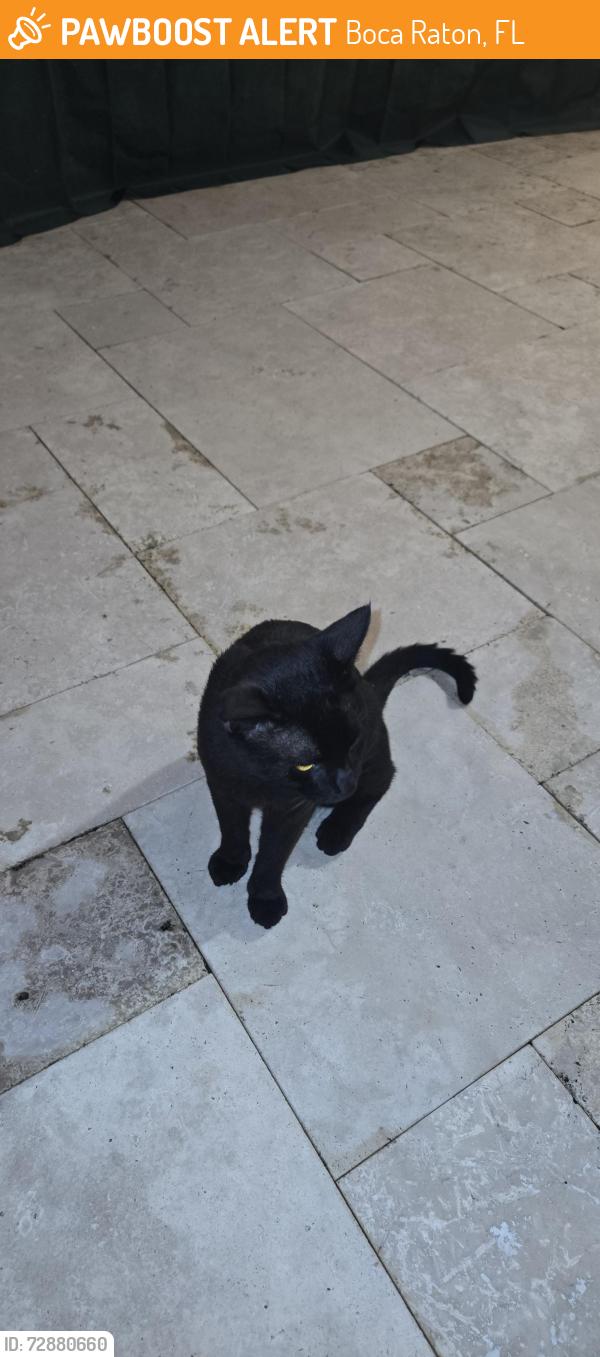 Found/Stray Male Cat last seen Near Las Flores Drive, Boca Raton, FL 33433