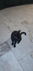 Found/Stray Male Cat last seen Near Las Flores Drive, Boca Raton, FL 33433