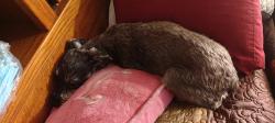 Found/Stray Female Dog last seen Unknown , Bakersfield, CA 93308