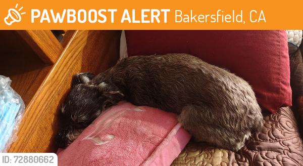 Found/Stray Female Dog last seen Unknown , Bakersfield, CA 93308