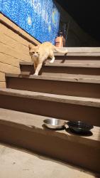 Found/Stray Male Cat last seen Alamo way and Alamo dr., San Diego, CA 92115