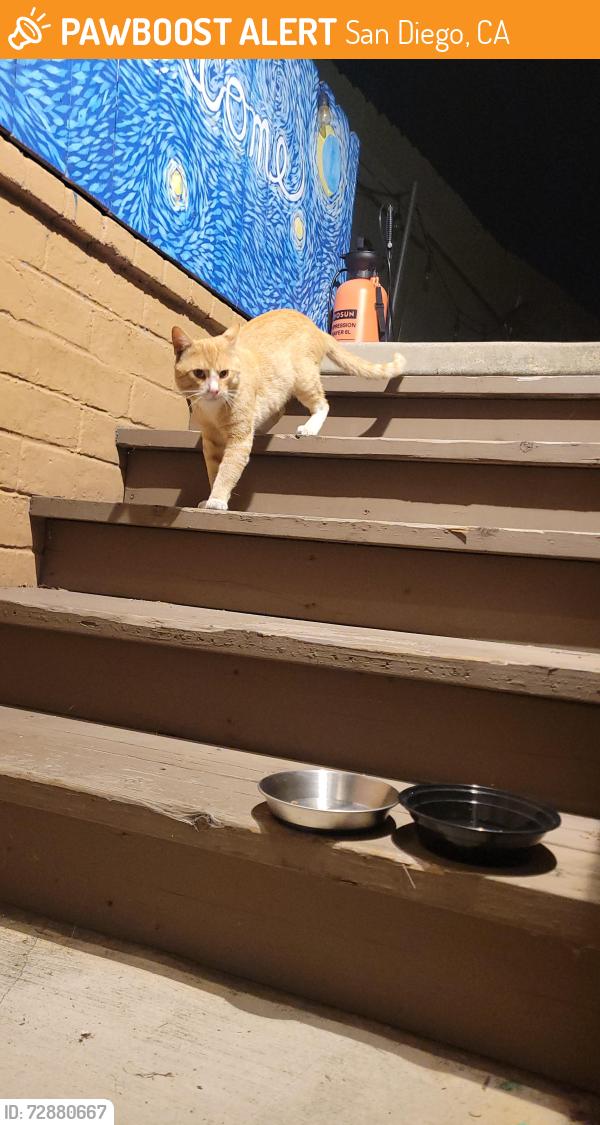 Found/Stray Male Cat last seen Alamo way and Alamo dr., San Diego, CA 92115