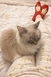Lost Female Cat last seen Broadmore, Albuquerque, NM 87107