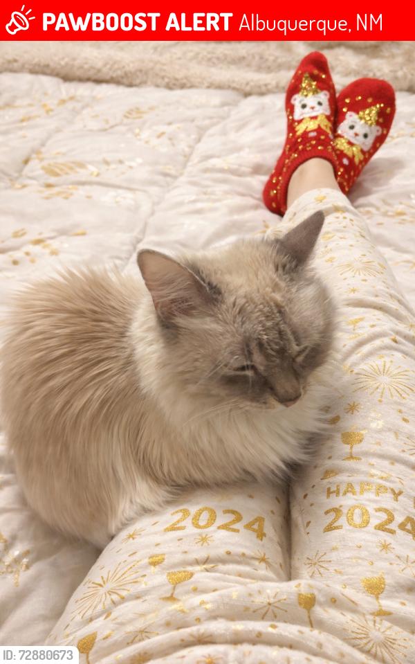 Lost Female Cat last seen Broadmore, Albuquerque, NM 87107