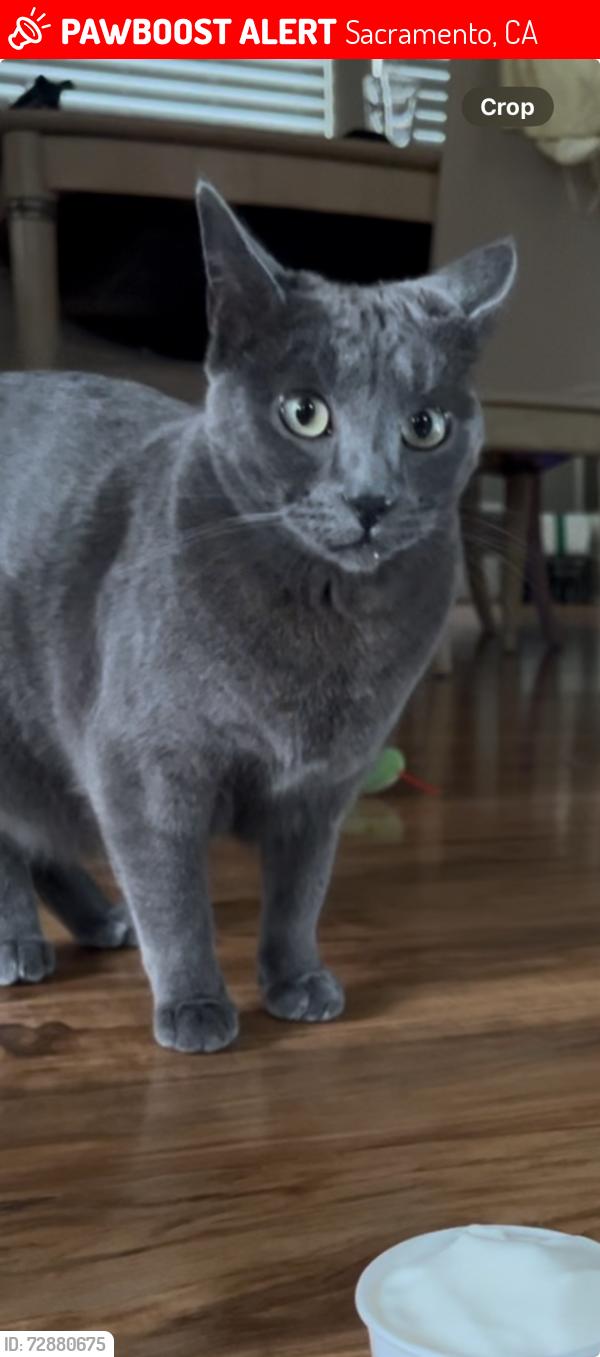 Lost Female Cat last seen T st & Alhambra Blvd, Sacramento, CA 95817