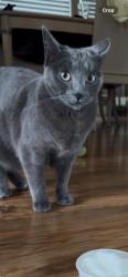 Lost Female Cat last seen T st & Alhambra Blvd, Sacramento, CA 95817