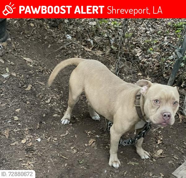 Lost Male Dog last seen Mayfield st, Shreveport, LA 71109