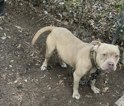 Lost Male Dog last seen Mayfield st, Shreveport, LA 71109