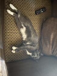 Lost Male Cat last seen Near E 12th St, Somerton, AZ 85350