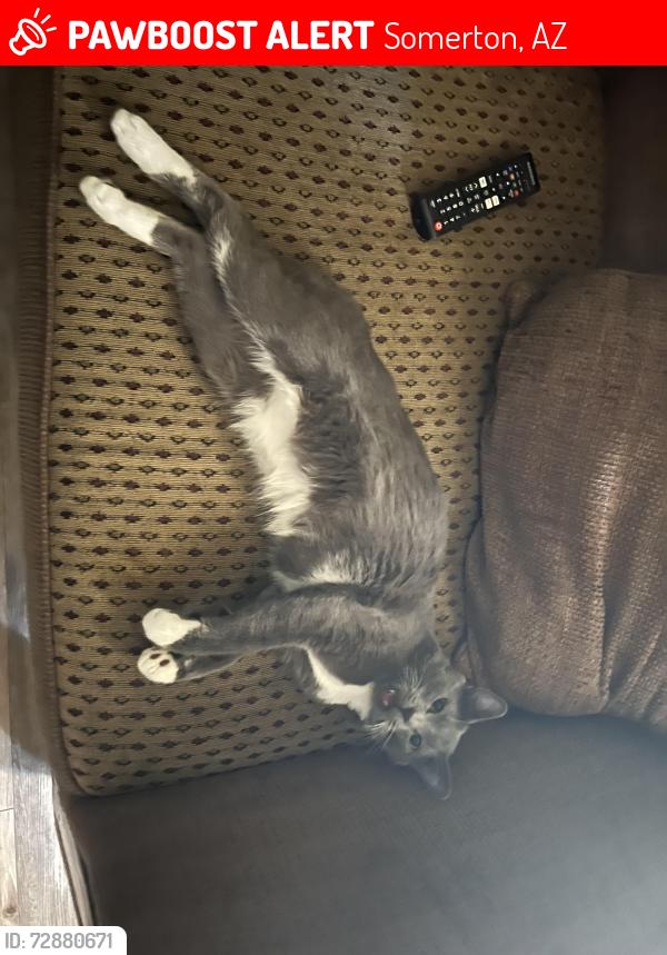 Lost Male Cat last seen Near E 12th St, Somerton, AZ 85350