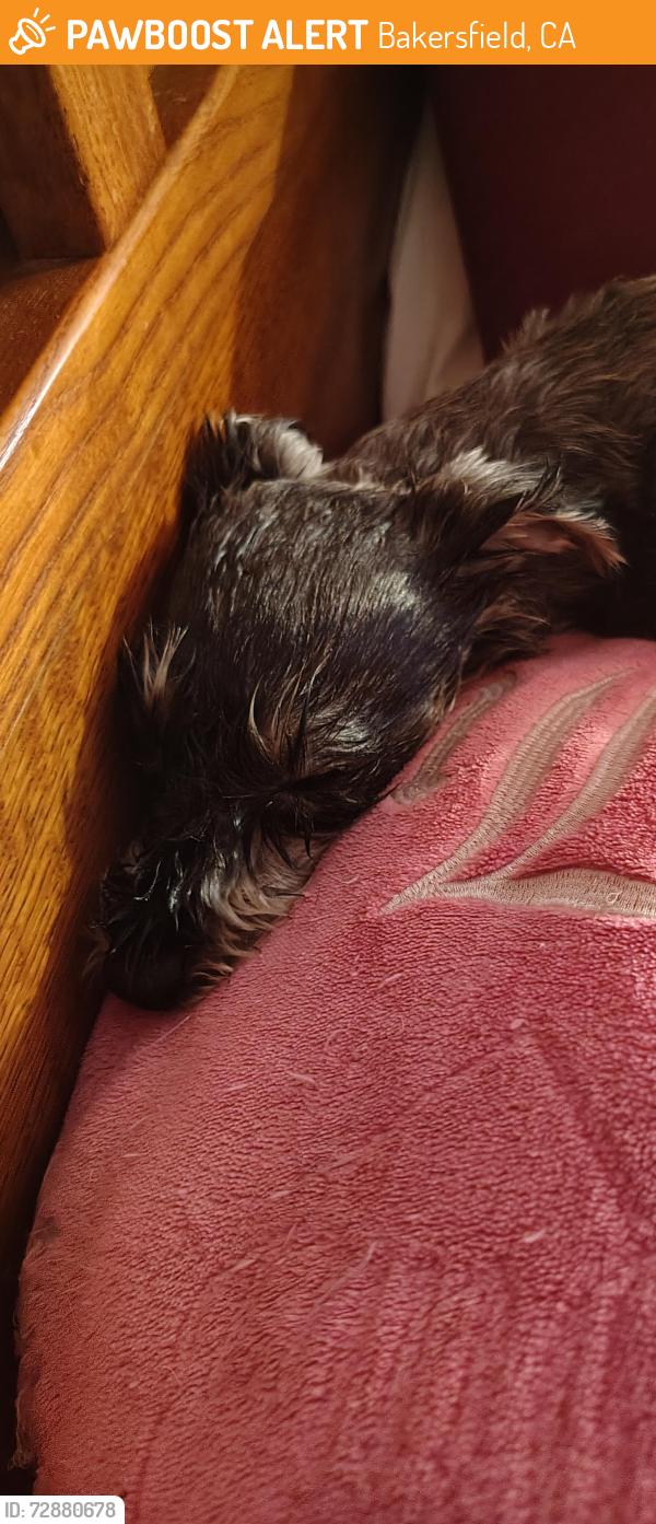 Found/Stray Female Dog last seen Unknown , Bakersfield, CA 93308